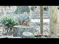 Red Foxes At The Cleveland Museum Of Natural History 2 3 18