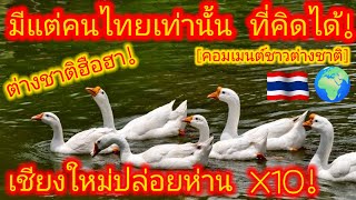 EP.641🌍🇹🇭 เชียงใหม่ลุ้น! #ห่านผ่านโปร หมูเด้งดังได้ ห่านก็ทำได้! #คอมเมนต์ต่างชาติ ห่านกำจัดวัชพืช