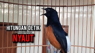 Download lagu murai batu gacor AMPUH buat PANCINGAN murai batu agar bunyi JADIKAN burung murai gacor EMOSI NYAUT mp3 Download lagu murai batu gacor AMPUH buat PANCINGAN murai batu agar bunyi JADIKAN burung murai gacor EMOSI NYAUT mp3