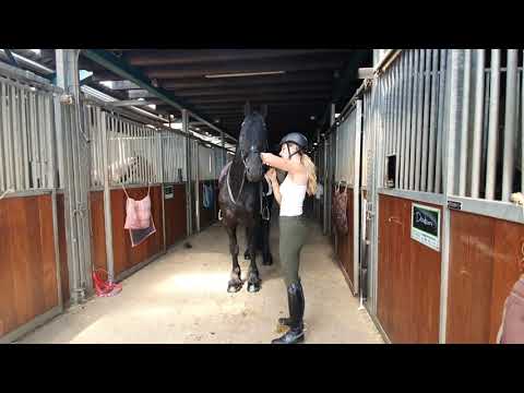 Stal Okkema's Ditishem - Maurits x Beart - stallion - 2017