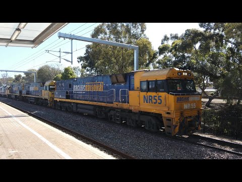 NR55 + NR9 + NR88 + 8117