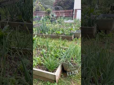 Walk with me to see what’s growing in the gardens… a lot of this will change over the next few weeks