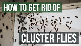 How to Get Rid of Cluster Flies (4 Simple Steps)