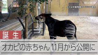 よこはま動物園ズーラシア、9月に誕生したオカピの赤ちゃんを公開へ