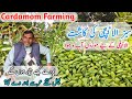 How To Grow Cardamom Elaichi Cardamom Farming Pakistan Business Khulasa