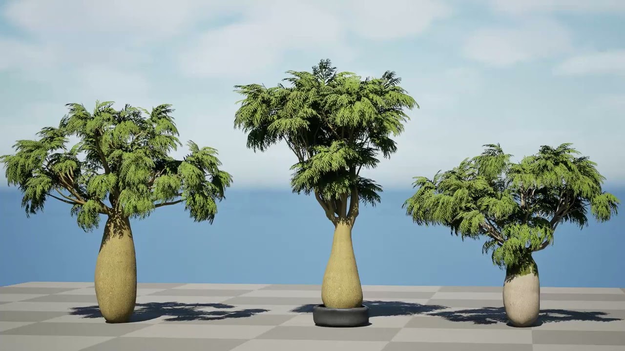 Australian Brachychiton Rupestris 3D Model