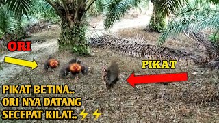 Download lagu MIKAT AYAM HUTAN DENGAN PIKAT BETINA..ORI NYA DATANG & PERGI SECEPAT KILAT.. mp3