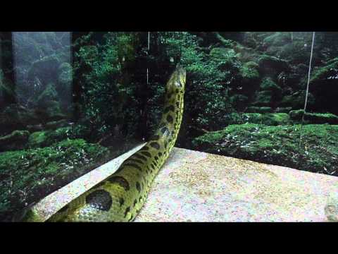 Belgrade Zoo - Original (no youtube edit)