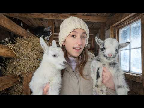 We Didn’t Expect This… Goat Babies Born in -25°C!