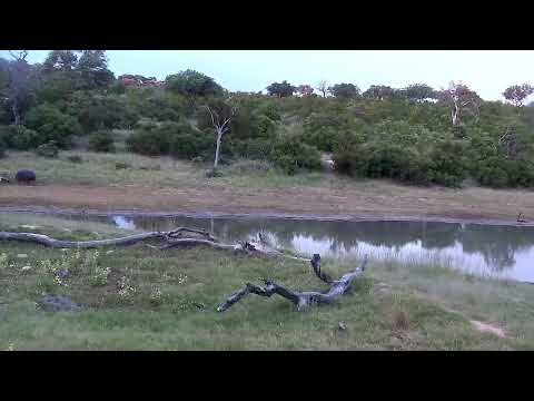 Djuma: Hippo leaving the dam and grazing along the way - 18:30 - 01/20/2023