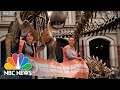 Climate Change Activists Glue Themselves To Dinosaur Exhibit At Berlin Museum
