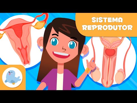 SISTEMA REPRODUTOR FEMININO e MASCULINO 👧👦 Ciências para crianças