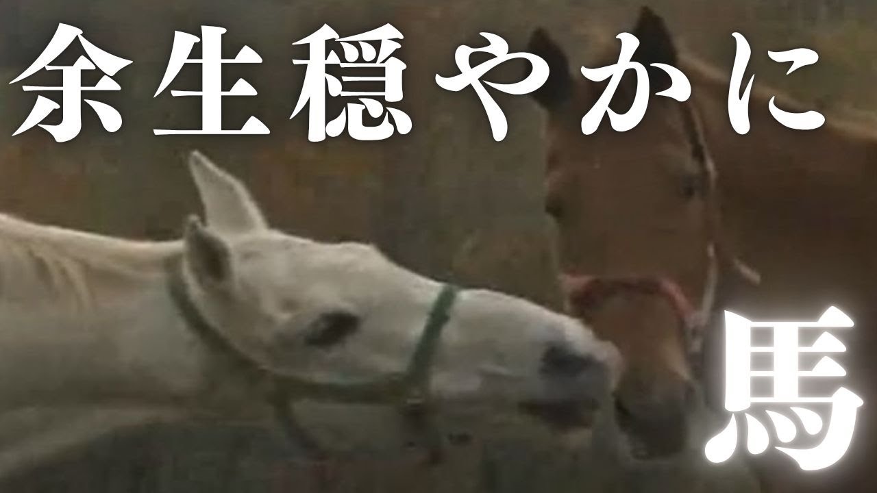馬の命に寄り添って　馬の養老牧場