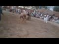 Gonga Pehlwan Vs Dilbar Pehlwan Bloch