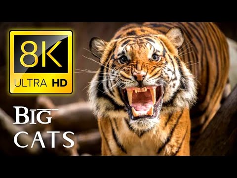 ULTIMATE Big Cats Collection In 8K ULTRA HD /8K TV