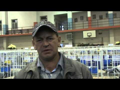 Interviu columbofil dl Zidaru Nicolae UCPR Prahova Romania 23 nov 2013