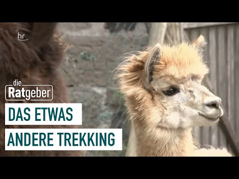 Lamas und Alpakas als Wanderbegleitung | Das Tier an meiner Seite (5/5) | Die Ratgeber