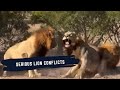 LION FIGHTING ALL OVER SABI SAND 5 COALITIONS CLASHING FOR CONTROL LIONS OF SABI SAND EPISODE 25