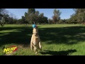 Видео о товаре NERF Trackshot Gummiball Sonore Damier, прочный мяч для собак / Nerf Dog (США)