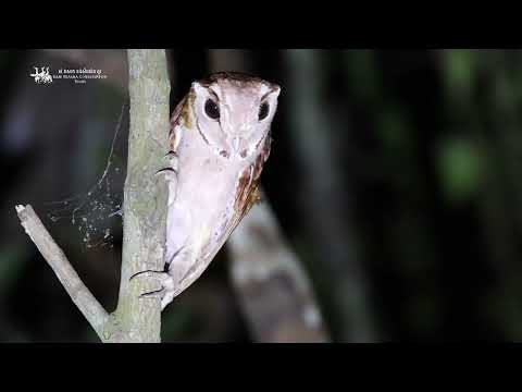Oriental Bay Owl | (Phodilus badius)