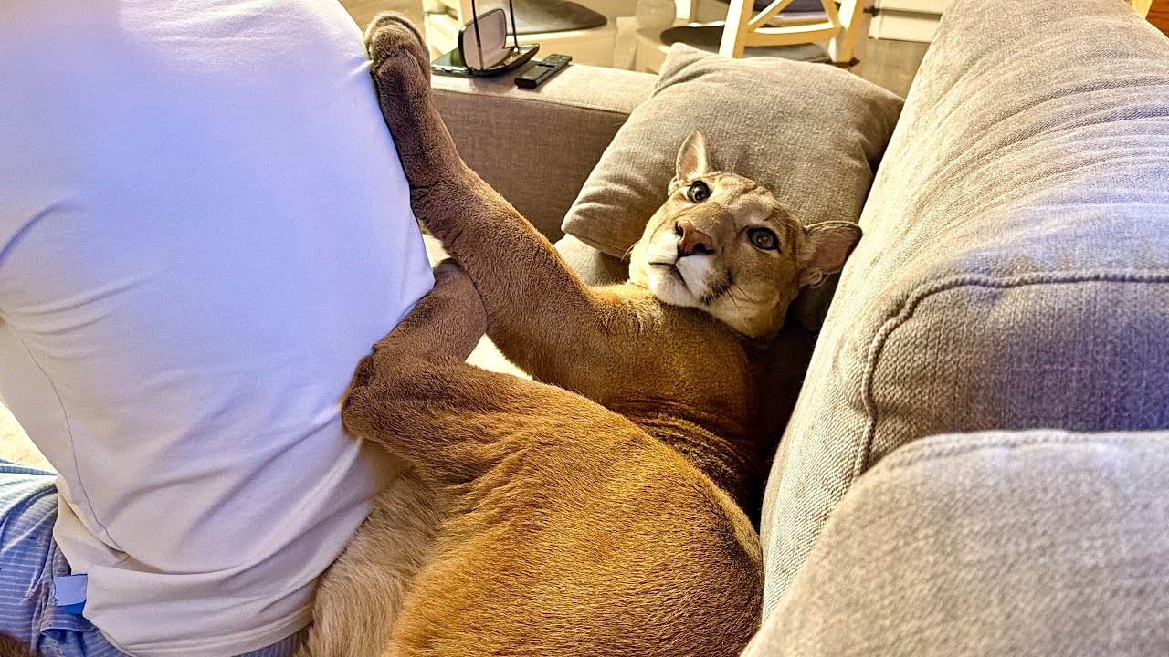 Месси пытается вытолкать Сашу с дивана! Противостояние человека и пумы! Кто ?