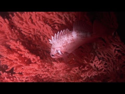 Finding Coral Expedition