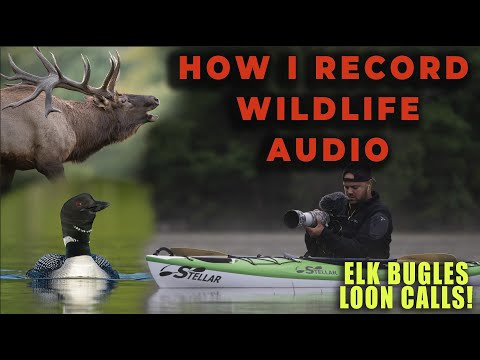Best Budget Camera Microphones - Recording Professional Wildlife Audio on a Budget!