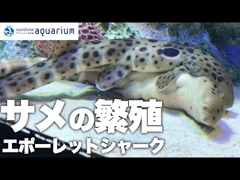 サンシャイン水族館：エポーレットシャークの孵化の瞬間