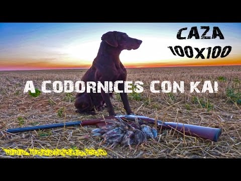 CAZA de CODORNICES con Kai #4 | QUAIL HUNTING | HD