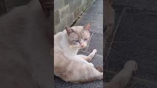 Download lagu Mata Biru Penuh Pengharapan mp3