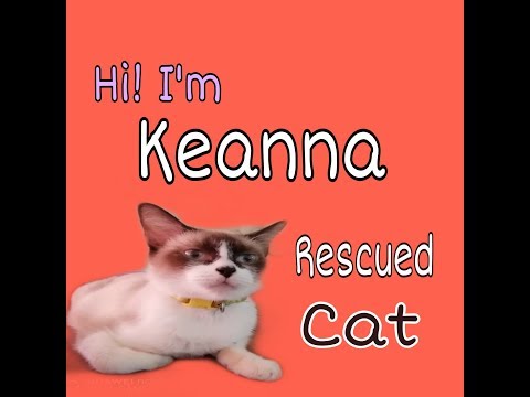 "Keanna" my Rescued Cat 🙀