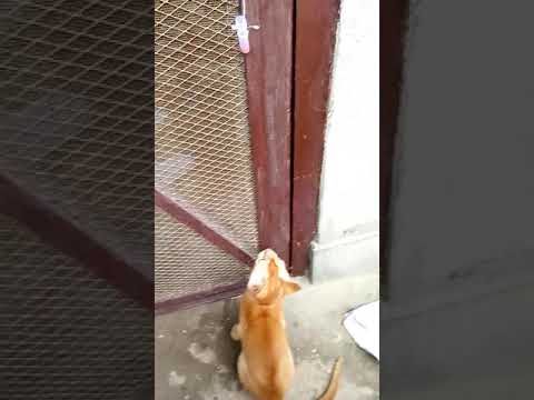 Funny Cat video | Cats Meme compilation | Cute Cats Playing