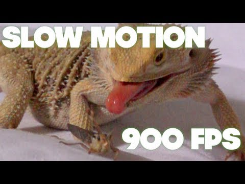 SUPER SLOW MOTION - Pogona eats grasshopper on sofa! 800 FPS with Sony FS700