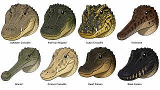 Every Crocodile Type Explained in 9 Minutes