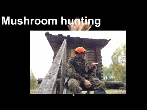 Лесные прогулки . Mushroom hunting !!! Грибные истории .