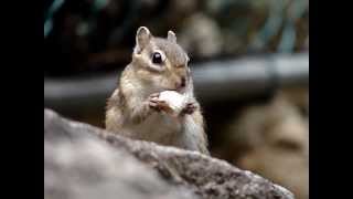 preview picture of video 'Chipmunk eating popcorn on Seorak Mountain'