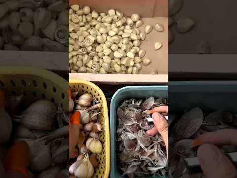 #shorts #agriculture #farming2024 #satisfying #machine #shot #EliteShortsUnleashed #4985