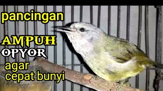 Download lagu BURUNG OPYOR JAWA BETINA GACOR mp3