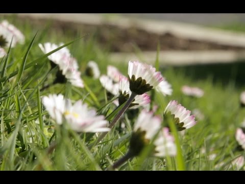 Das Gänseblümchen - Viriditas Heilpflanzen-Video