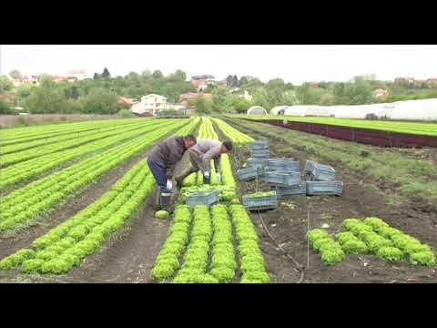 Može bolje ep. 13 06.05.2017.  - Proizvodnja zelene salate