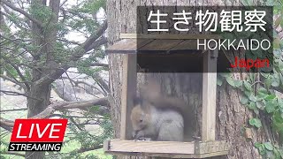 【LIVE】北海道の生き物観察（札幌郊外の餌場） live webcam