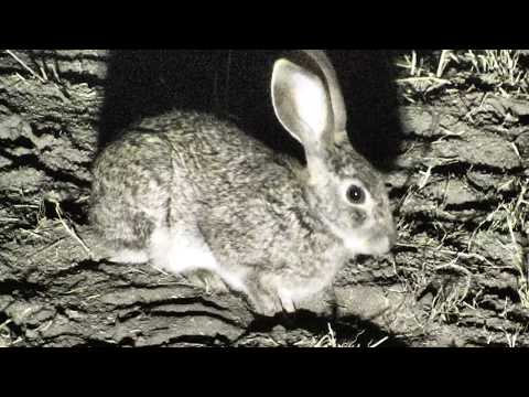 Djuma: Scrub Hare feeding - 19:54 - 09/09/18