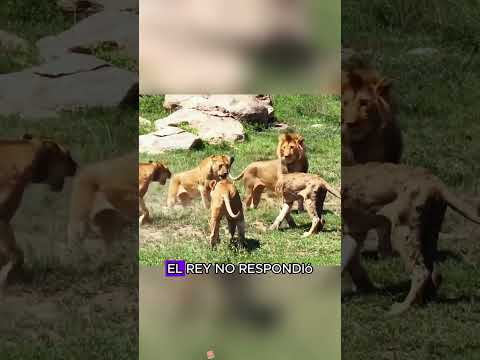 The lions trespassed into the territory of other lions.#animals #Friendship #Us #fyp #lion