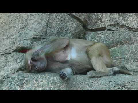 Sleepy Baboon