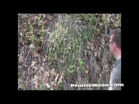 Pussytoes (Antennaria plantaginifolia)