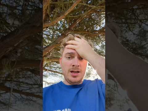 ILS ONT FAILLI TUER MES CHIENS !!