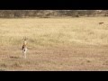 Gazelle Hyena Face Off
