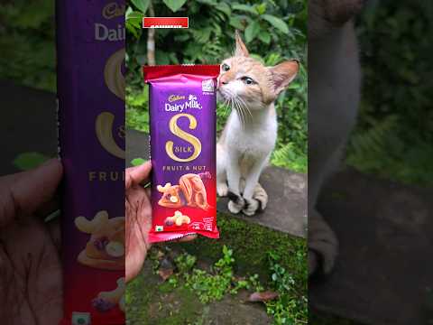 Dairymilk Silk Fruit & Nut #shorts #trending #asmr