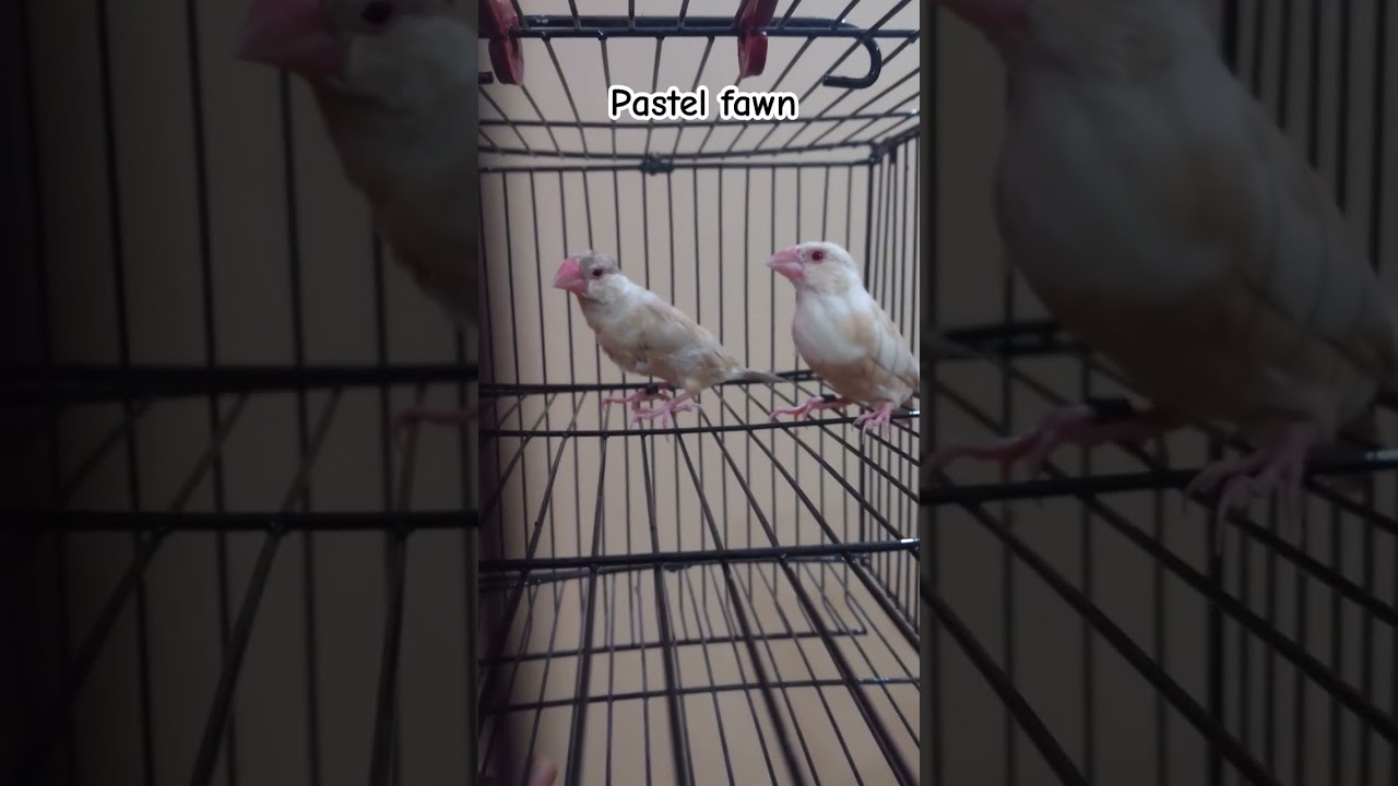 Pastel Fawn Java with Fawn split pastel #fawn #pastel #pastelfawn #finch #fawnjava