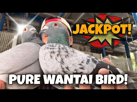 MAG ASAWA NA KALAPATI GALING TAIWAN DI KO NA TINURUAN